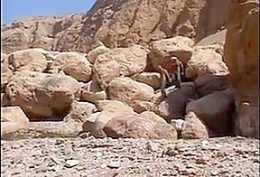 Arab anal 7