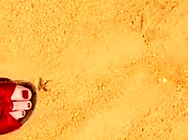 Crush bugs with red sandals