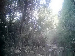Girl in jeans shorts peeing in forest