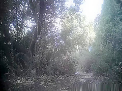 Girl in jeans shorts peeing in forest