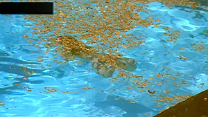 Ludivine Sagnier in Swimming Pool 2003