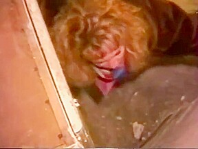 Public anal fucking in paris
