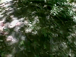 Saucy Domonique Loves Sucking Cock In The Forest