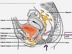 Tuto Anal: Tout Ce Qu’il Faut Savoir Sur Sodomie