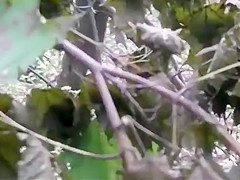 is spying and recording two girl pissing in the wood