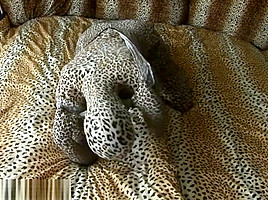 zentai leopard